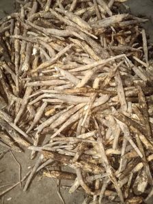 Well Drained Green Teak Stamp Plant, Packaging Type : Cartoon Box