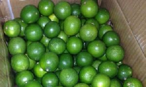 Natural Fresh Lime Seedless, Packaging Size : 5kg for Drinks