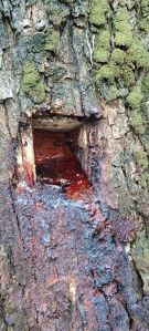 Red Sandalwood Trees