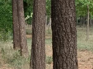 White Sandalwood Tree