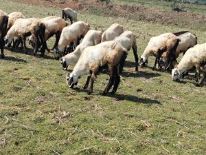 Live Sirohi Goat, Speciality : Pure Quality, Weight : 20-30kg