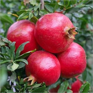 Farm Fresh Pomegranate