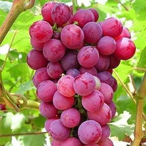 Fresh Crimson Red Grapes