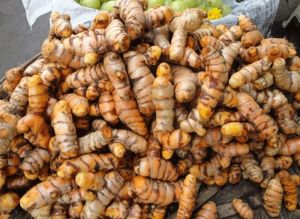 Fresh Salem Turmeric