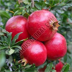 Farm Fresh Pomegranate, Color : Bright Red Skin