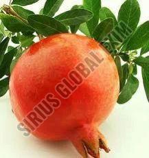 Fresh Super Bhagwa Pomegranate, Color : Glossy Red Skin
