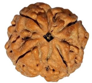 Natural 4 Mukhi Nepali Rudraksha