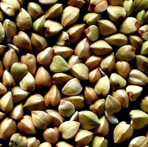 Mudita-Ārogya Organic Buckwheat Seeds, Color : Green