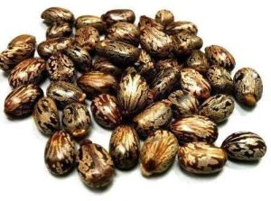 Brown Castor Seeds