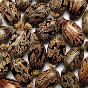 Natural Castor Seeds, Color : Brown