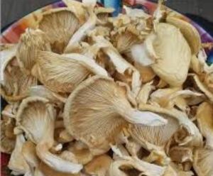 Natural Oyster Mushroom, Packaging Size : 500g, 1Kg, 5Kg, 10Kg