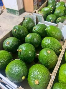 fresh avocado, Shape : Oval, Packaging Type : Green