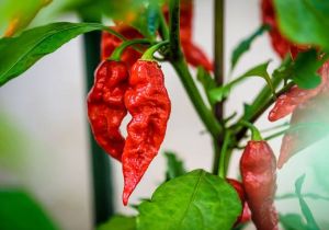 Ghost Pepper