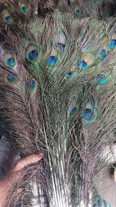 peacock feathers