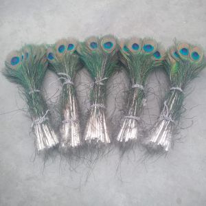 Small Peacock Feather