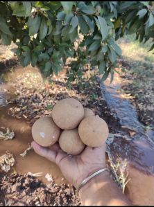 Sapota Fruit
