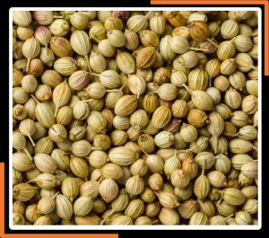 coriander seeds