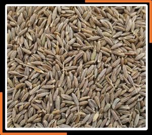 cumin seeds