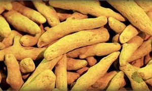 Turmeric Finger, Color : Golden-yellow, Form : Dried