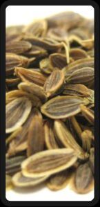 Dill Seeds