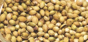 coriander seeds
