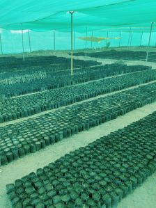 Organic Farming Services