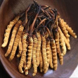 Cordyceps Sinensis Mushroom