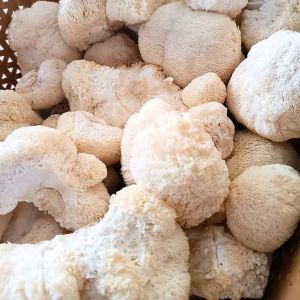 Organic Lion's Mane Mushroom, Color : White Dried