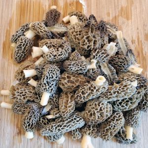 Morel Mushroom