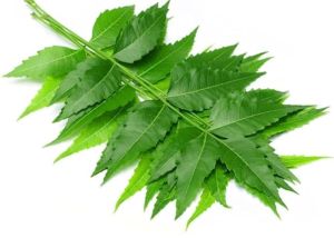 neem powder