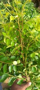 Natural Curry Leaves, Color : Green, Grade Standard : Food Grade