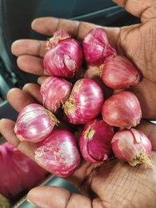 Shallot Onions