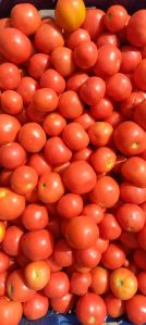 Common Tomato, Color : Red