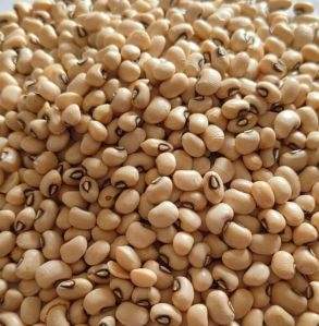 Brazil Lobia Beans, Packaging Type : Plastic Bag for Cooking