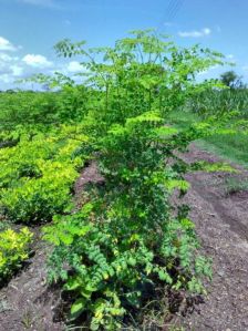 Moringa Dry Leaf