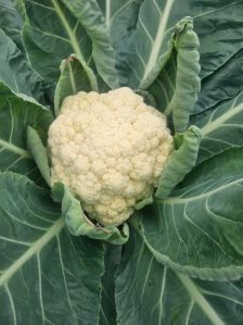Cauliflower, Color : White, Packaging Type : Plastic Pouch