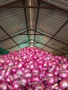 Natural Onions, Color : Red, Packaging Size : 25Kg, 50Kg