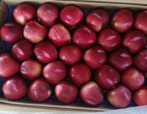 Fresh Himachal Apple