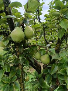 Natural Kashmiri Pears, Color : Green, Packaging Size : 5Kg, 10Kg