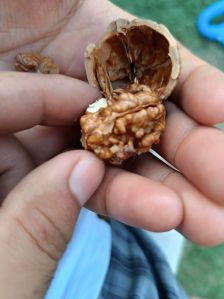 Kashmiri Walnuts, Color : Creamy, Brown, Packaging Size : 5kg