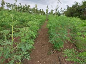 Green Dried Moringa Leaves for Tea, Seasoning, Supplements