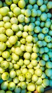 Fresh Amla, Packaging Type : Light Green for Juice, Pickles, Drinks