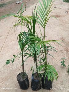 Areca Palm
