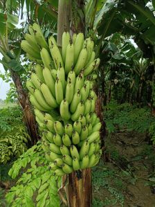 fresh banana