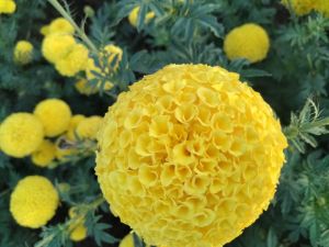 Tagetes erecta Marigold, Type Of Flowering Plant : Natural