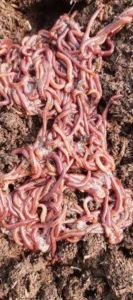 Earthworm, Packaging Type : Box, Form : Price