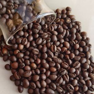 robusta coffee beans