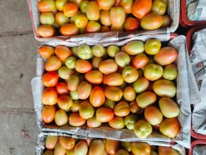 Fresh Tomatoes, Packaging Size : 5Kg, 10Kg, 25Kg, 50Kg