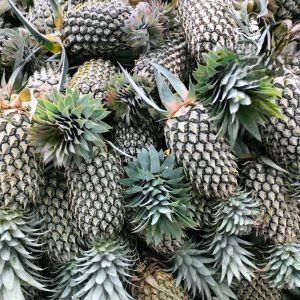 Fresh Pineapple, Packaging Size : 1000, Packaging Type : Loose