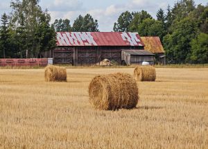 Paddy Straw Bales, Packaging Size : 30 Kg